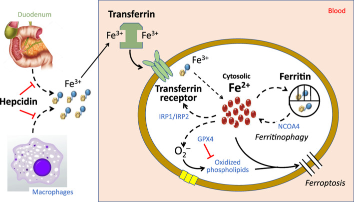 EJHF-2731-FIG-0001-c