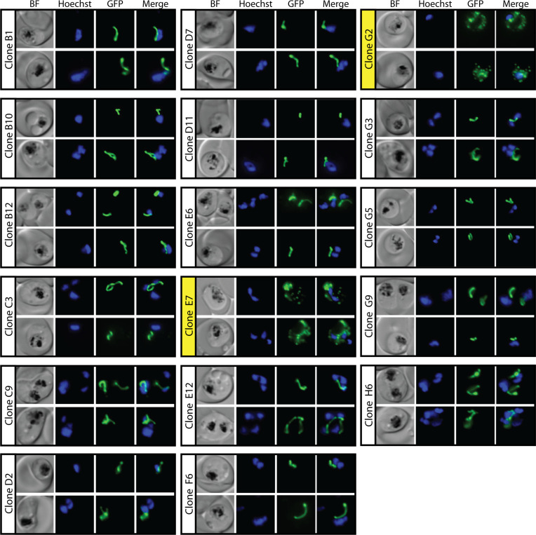 Figure 2—figure supplement 2.