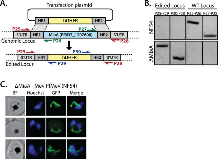 Figure 3—figure supplement 1.