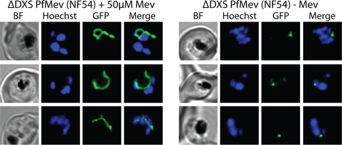 Figure 1—figure supplement 4.