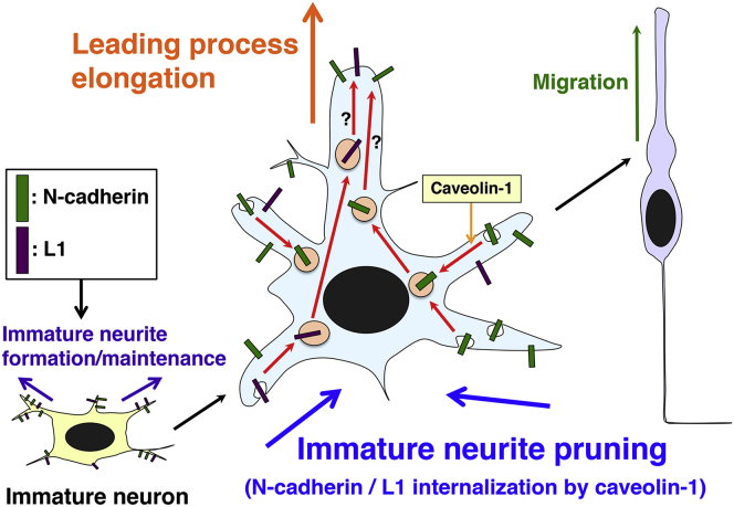 Figure 7