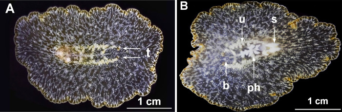 Fig 1