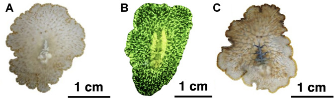 Fig 2