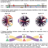 Graphical Abstract