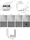 FIG. 4.