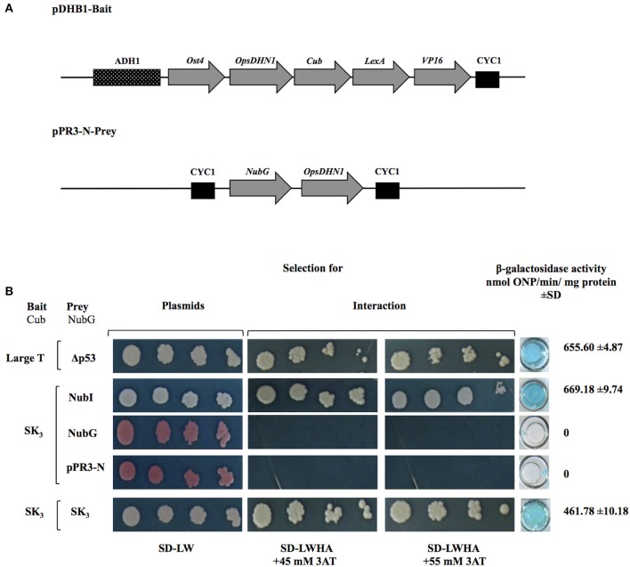 Figure 2