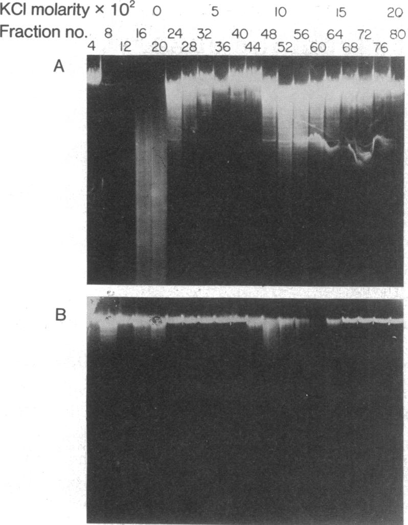 graphic file with name pnas00029-0100-a.jpg