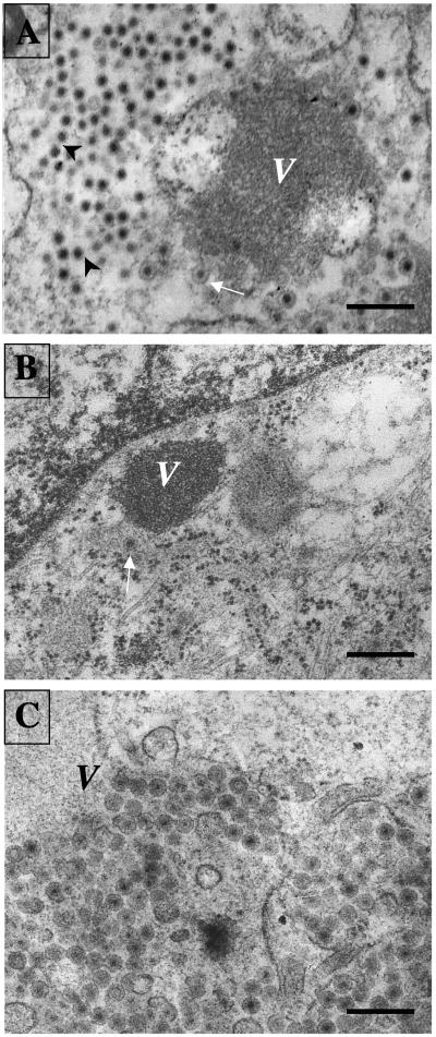 FIG. 5.