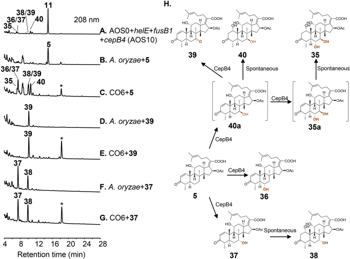 Figure 4