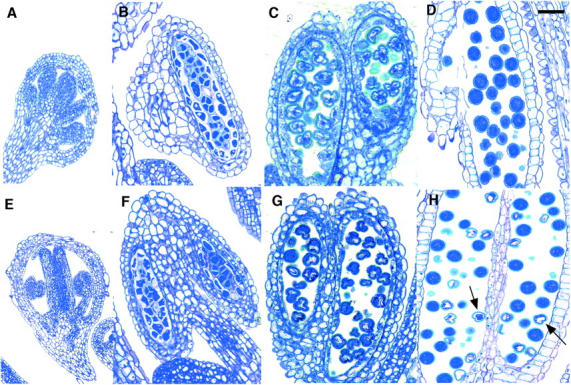 Figure 3.—