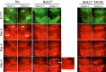 Figure 5—figure supplement 2.