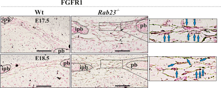 Figure 2—figure supplement 1.