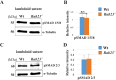 Figure 3—figure supplement 1.