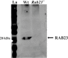 Figure 1—figure supplement 1.