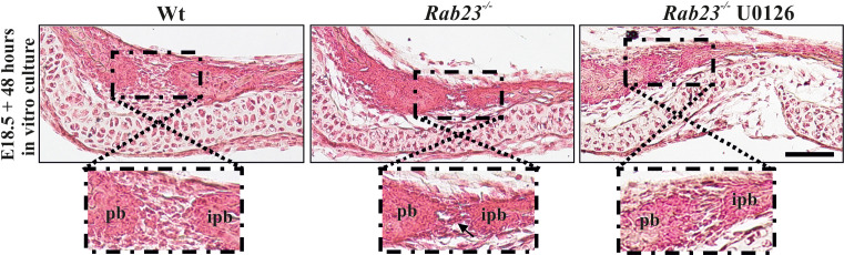 Figure 5—figure supplement 1.