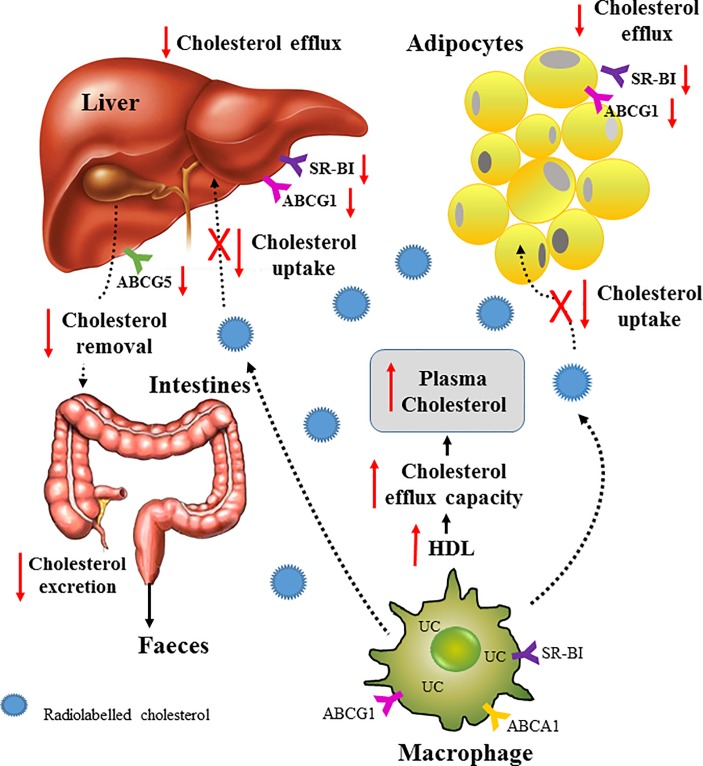 Fig 6