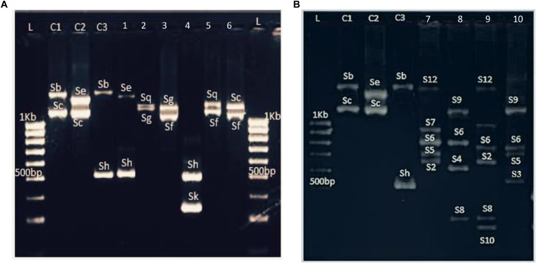 FIGURE 1