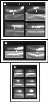 FIG. 5