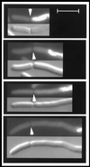 FIG. 3