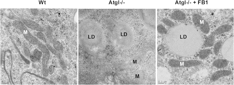 Fig. 3