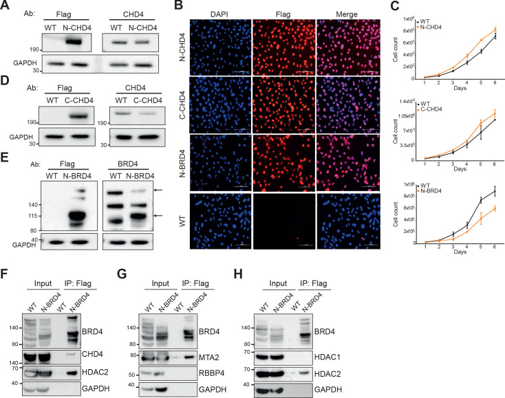 Figure 2—figure supplement 1.