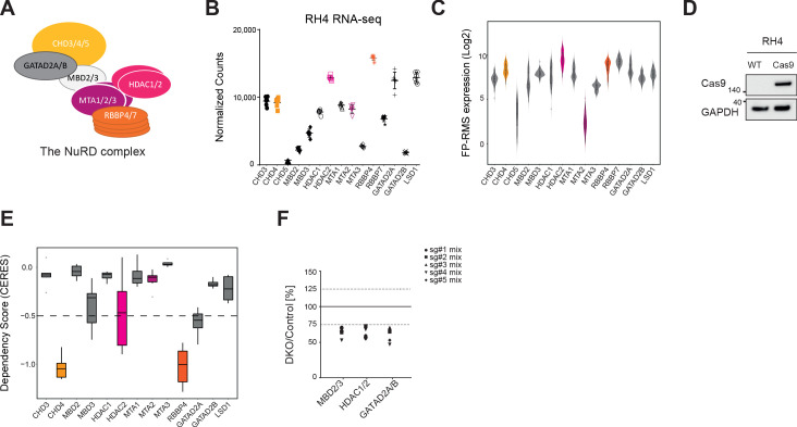 Figure 1—figure supplement 1.