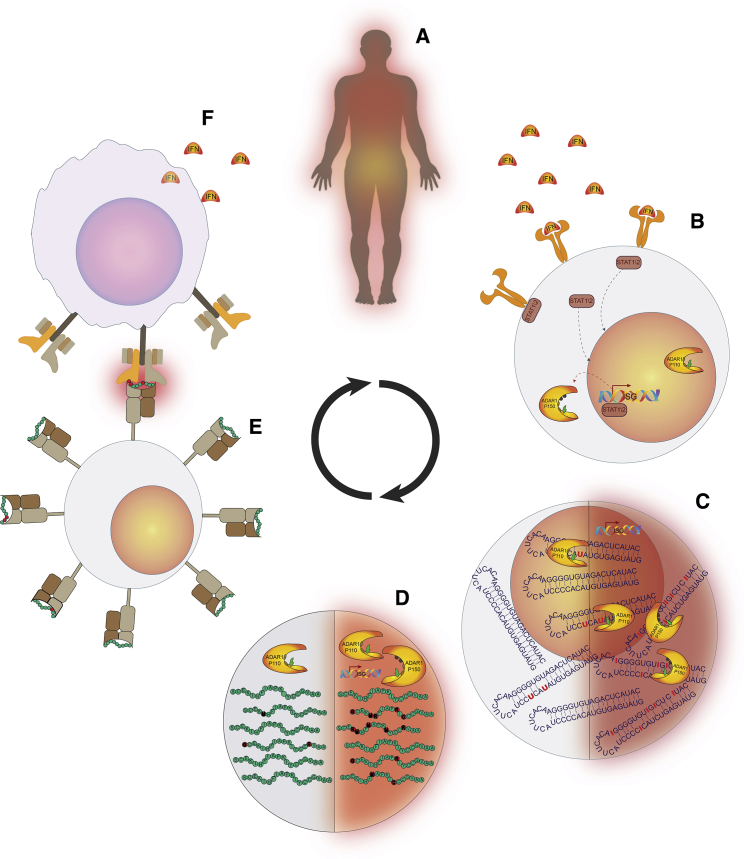 Figure 4