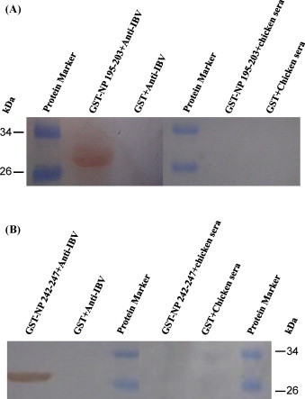 Fig. 5