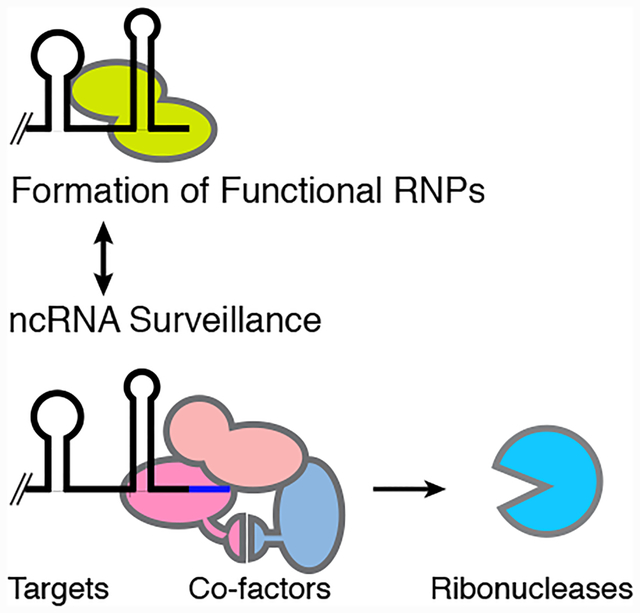 graphic file with name nihms-1690073-f0001.jpg