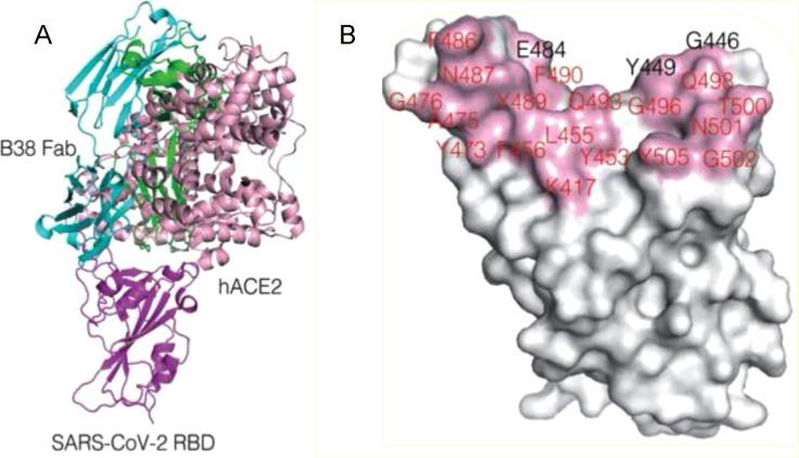 Fig. 24