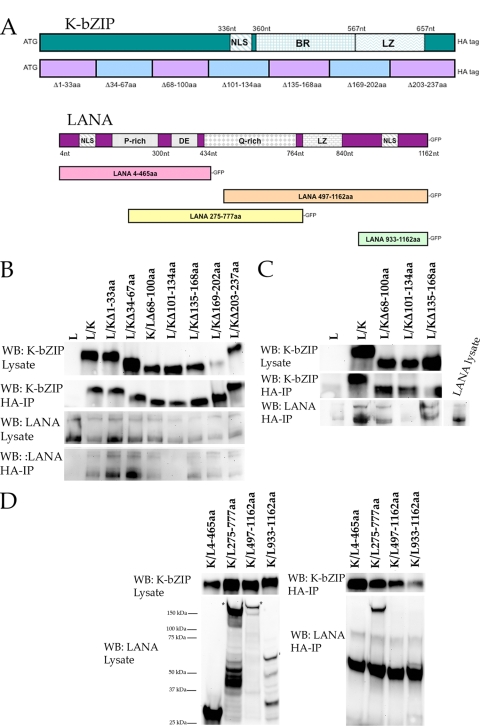 FIG. 1.