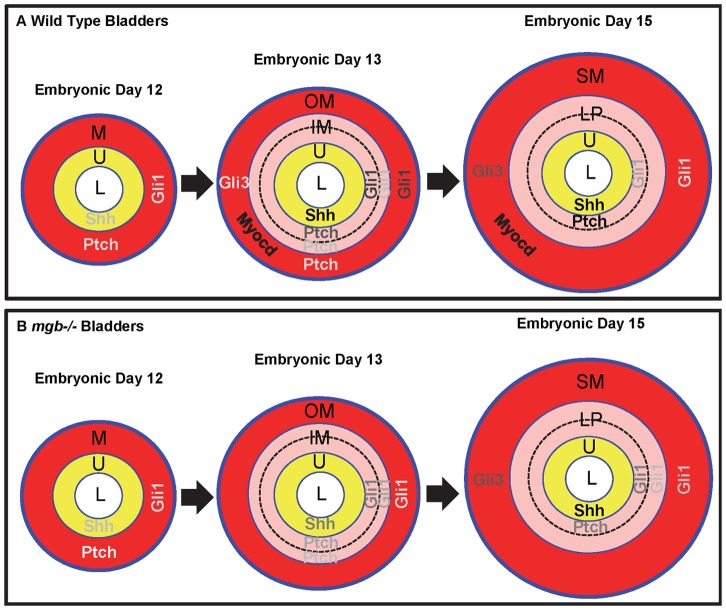 Figure 19