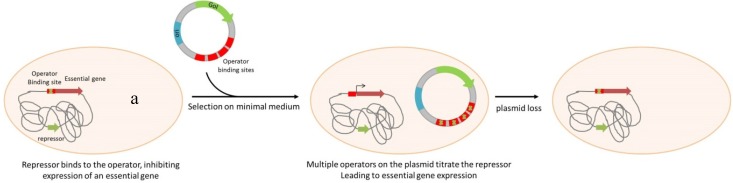 Scheme 2