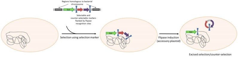 Scheme 5