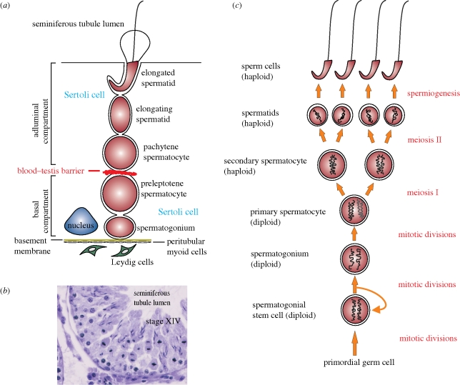 Figure 1.