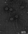 FIG 1