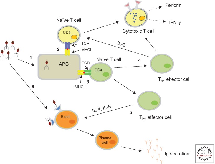 Figure 1.