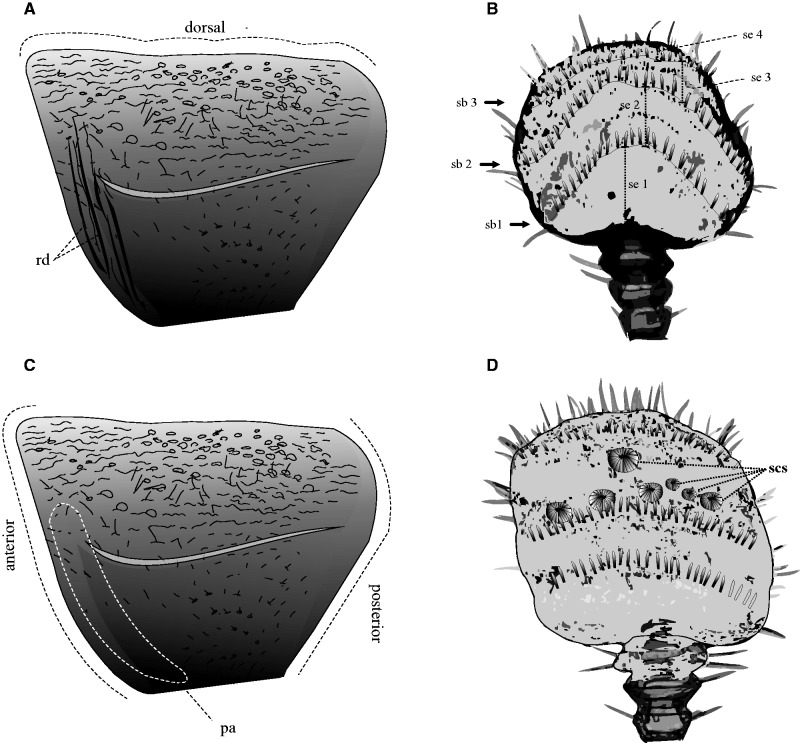 Fig. 12.