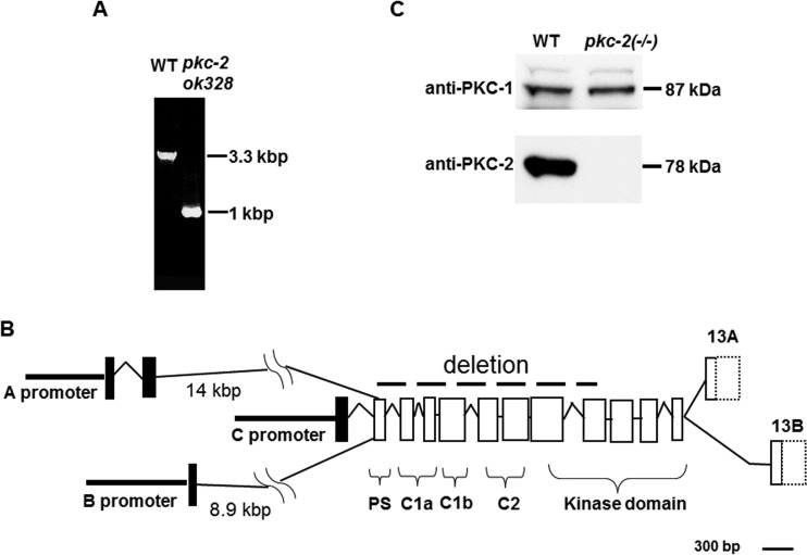 FIG 1