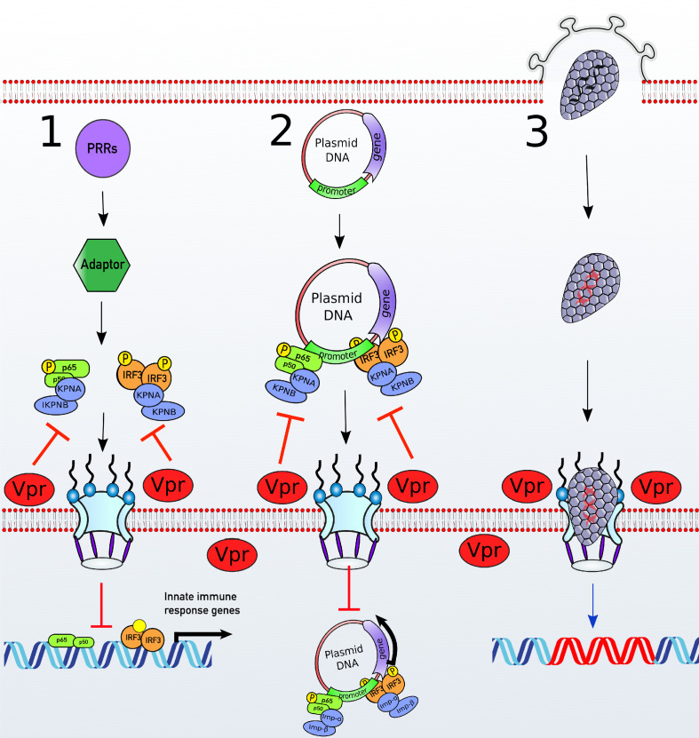 Figure 7—figure supplement 1.