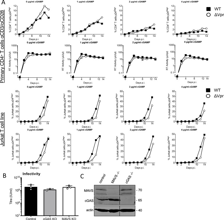 Figure 1—figure supplement 1.