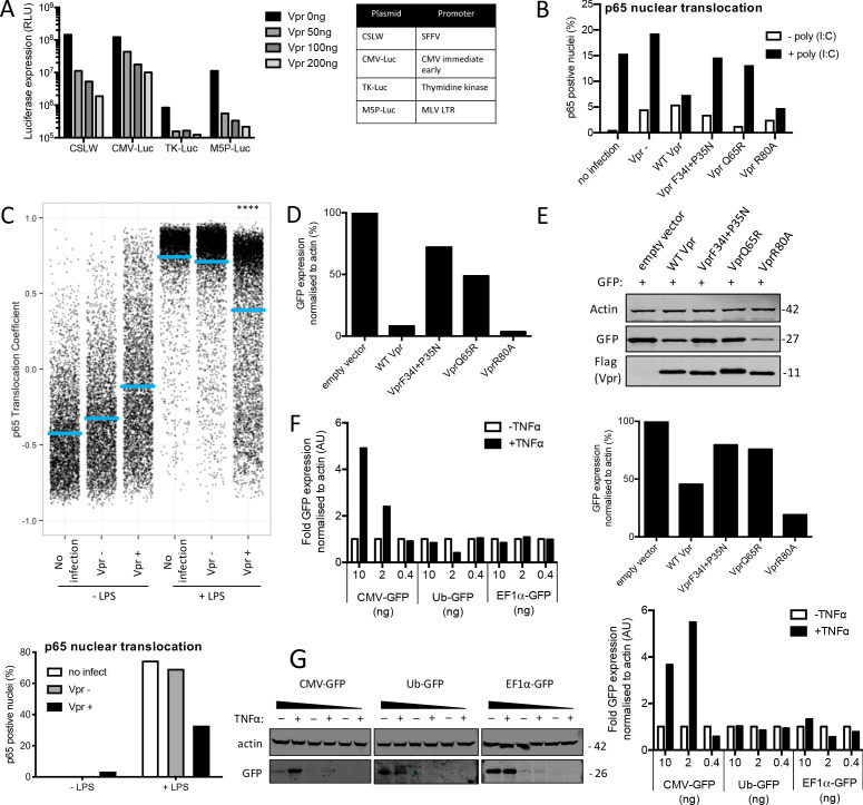 Figure 6—figure supplement 1.