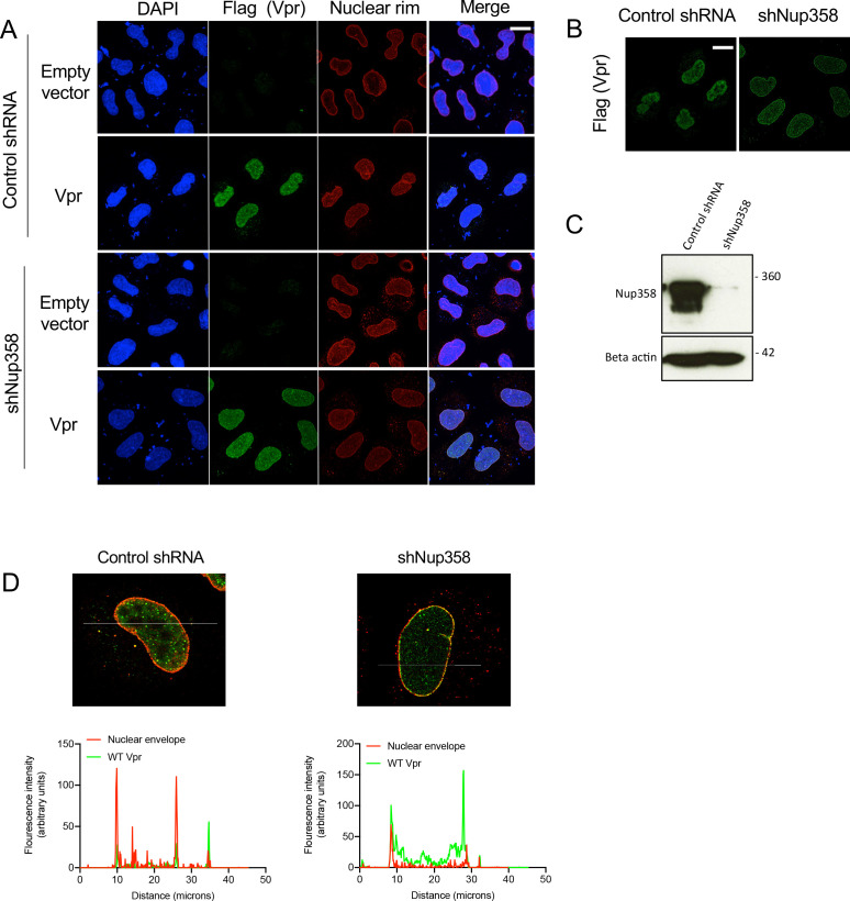 Figure 4—figure supplement 1.