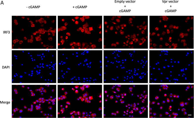 Figure 5—figure supplement 2.