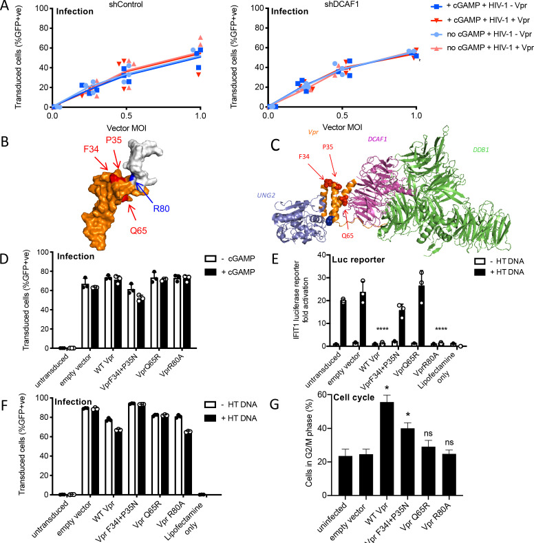 Figure 3—figure supplement 1.