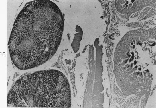 Fig. 10