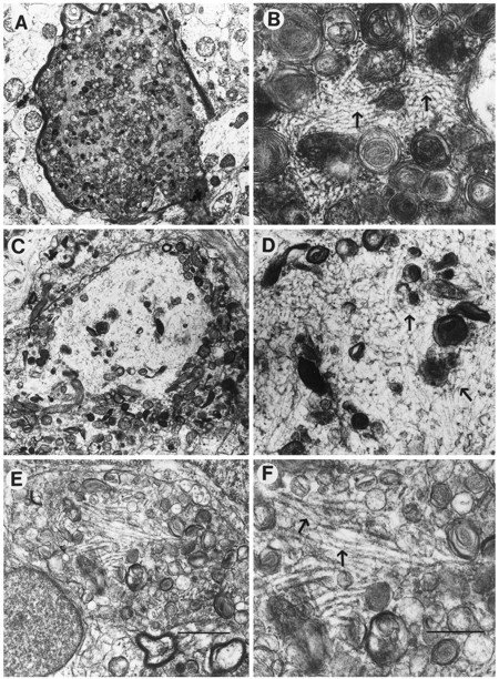 Fig. 10.