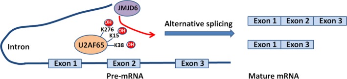 Figure 5