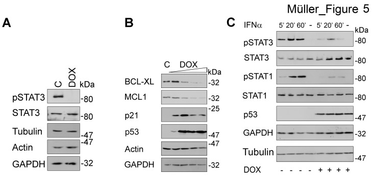 Fig 5