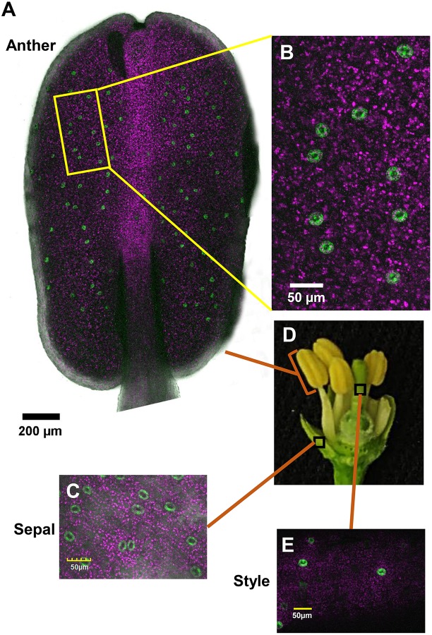 FIGURE 1